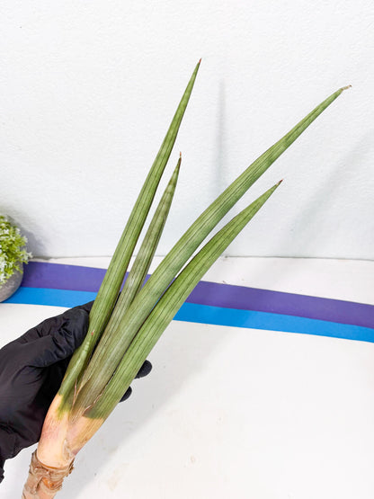 Sansevieria Grin Dabol (yg) (5) | Rare Hybrids