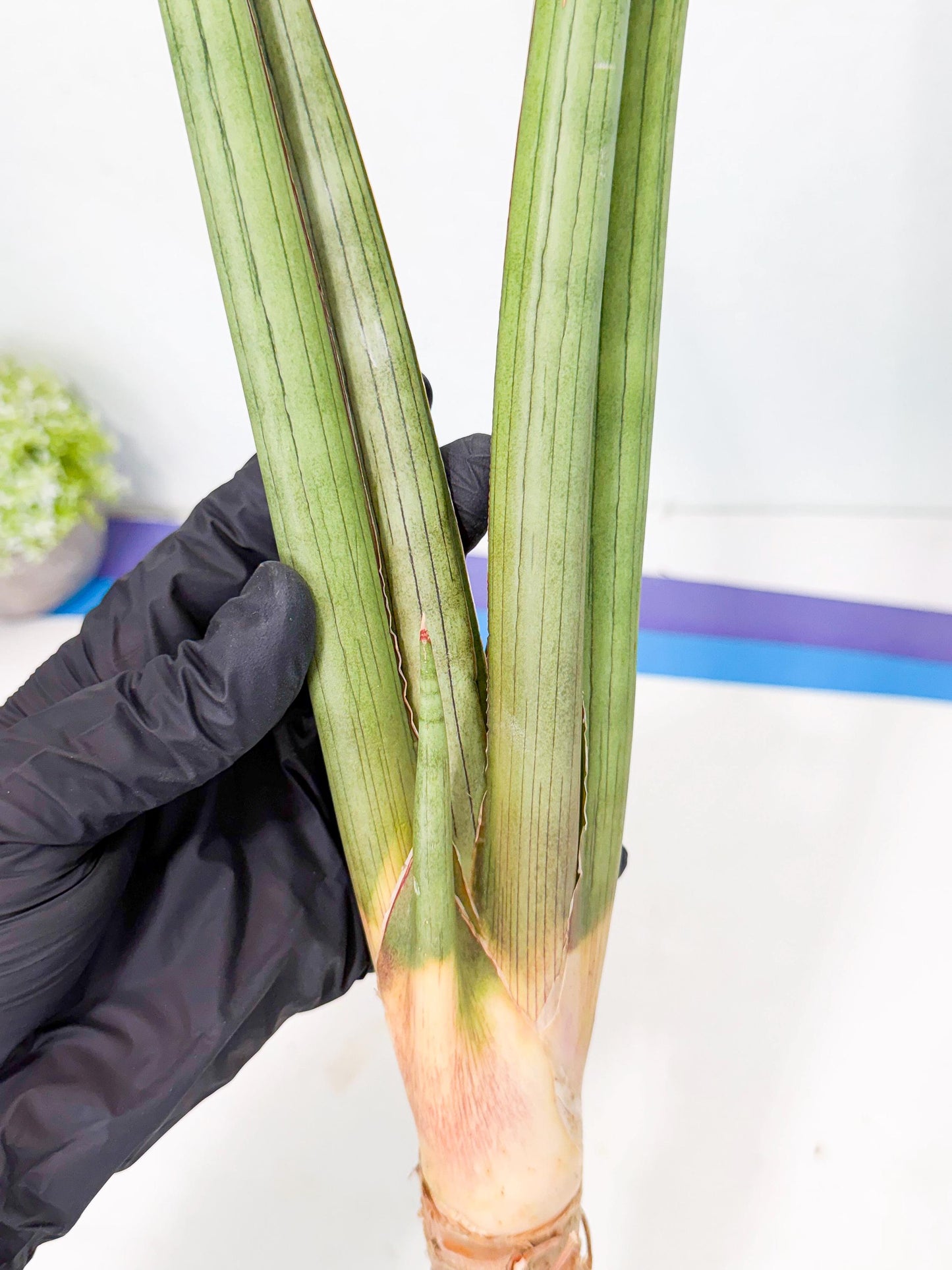 Sansevieria Grin Dabol (yg) (5) | Rare Hybrids