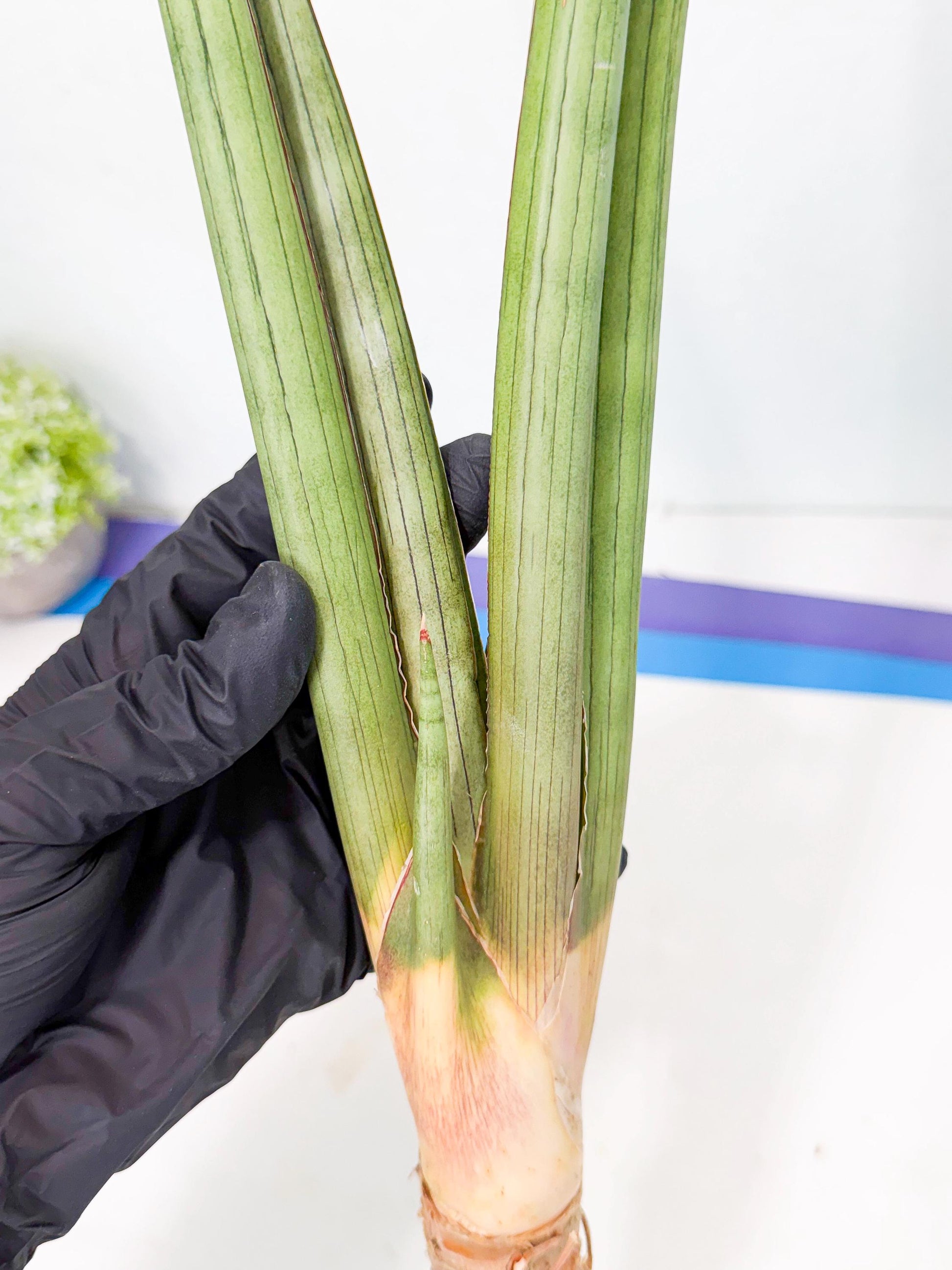 Sansevieria Grin Dabol (yg) (5) | Rare Hybrids