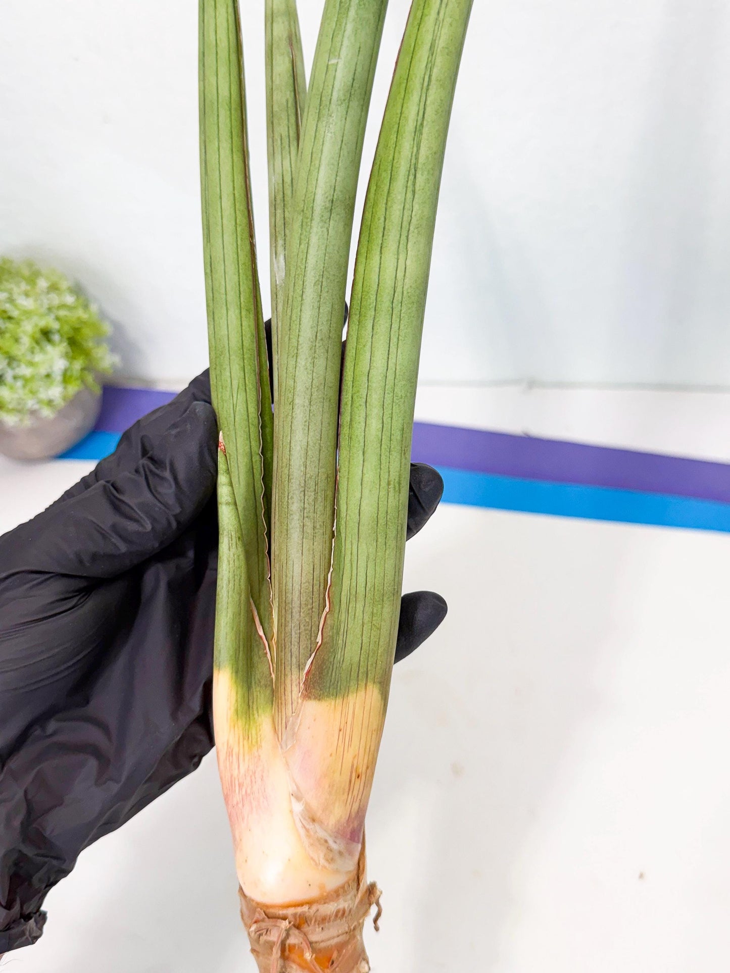 Sansevieria Grin Dabol (yg) (5) | Rare Hybrids