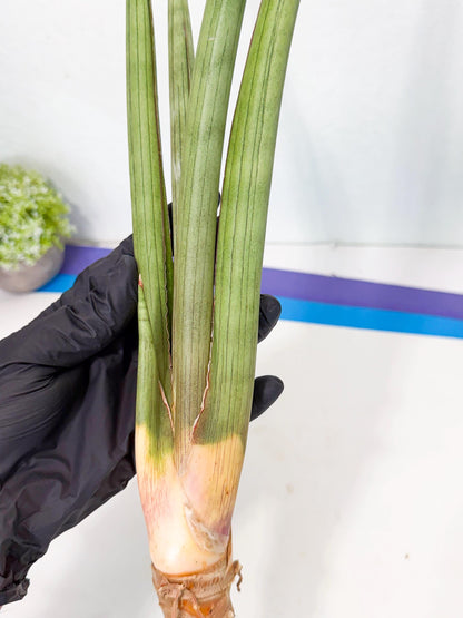 Sansevieria Grin Dabol (yg) (5) | Rare Hybrids