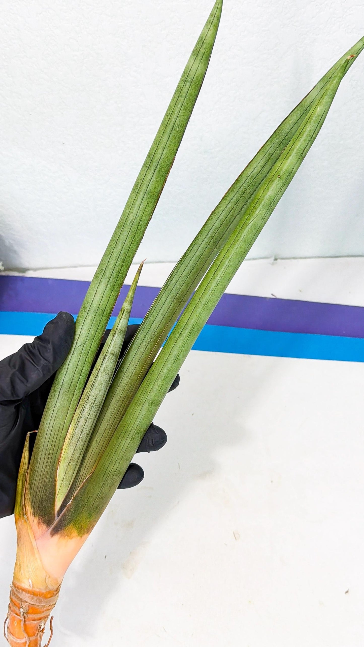 Sansevieria Grin Dabol (yg) (6) | Rare Hybrids
