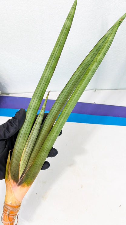 Sansevieria Grin Dabol (yg) (6) | Rare Hybrids
