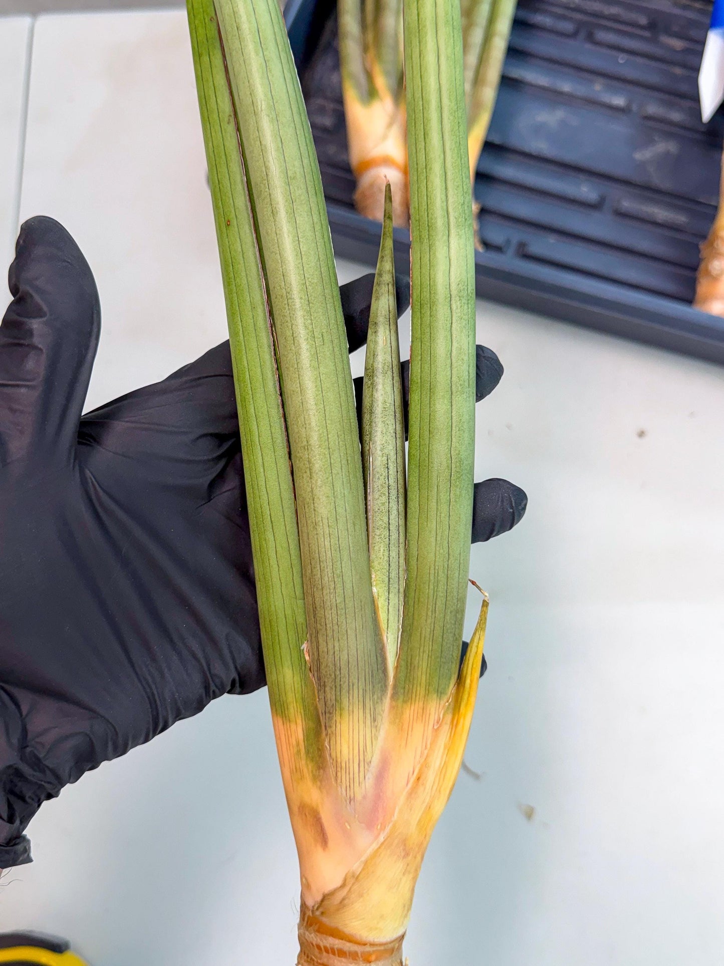 Sansevieria Grin Dabol (yg) (6) | Rare Hybrids