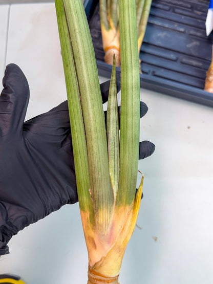 Sansevieria Grin Dabol (yg) (6) | Rare Hybrids