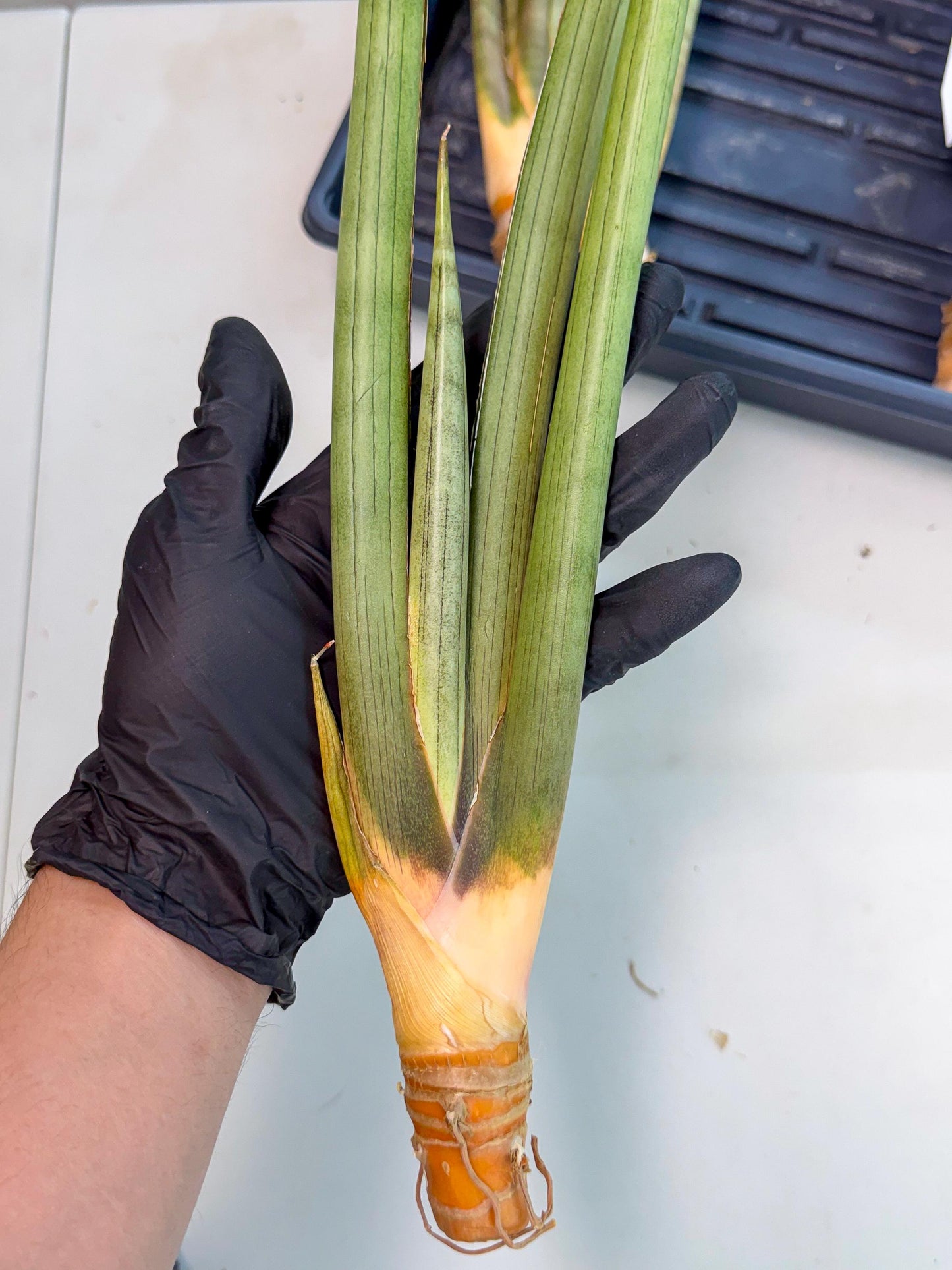 Sansevieria Grin Dabol (yg) (6) | Rare Hybrids
