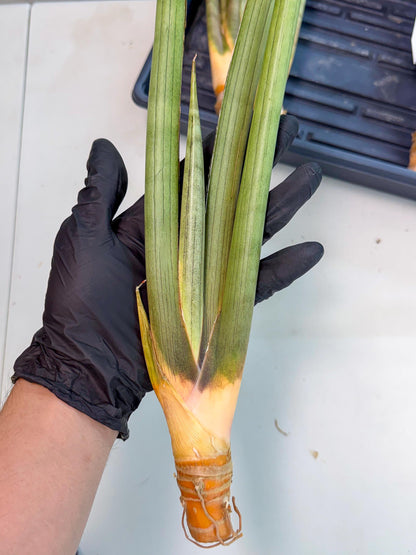 Sansevieria Grin Dabol (yg) (6) | Rare Hybrids