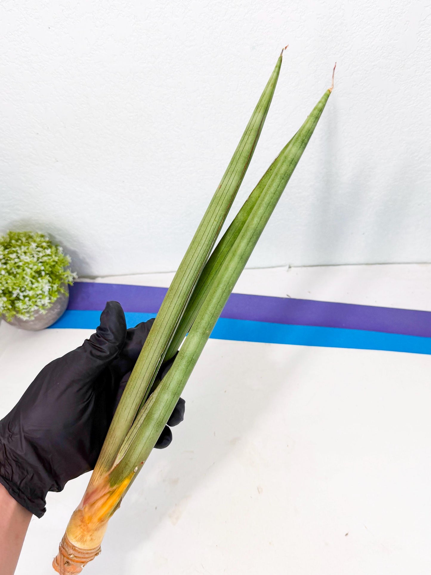 Sansevieria Grin Dabol (yg) (6) | Rare Hybrids