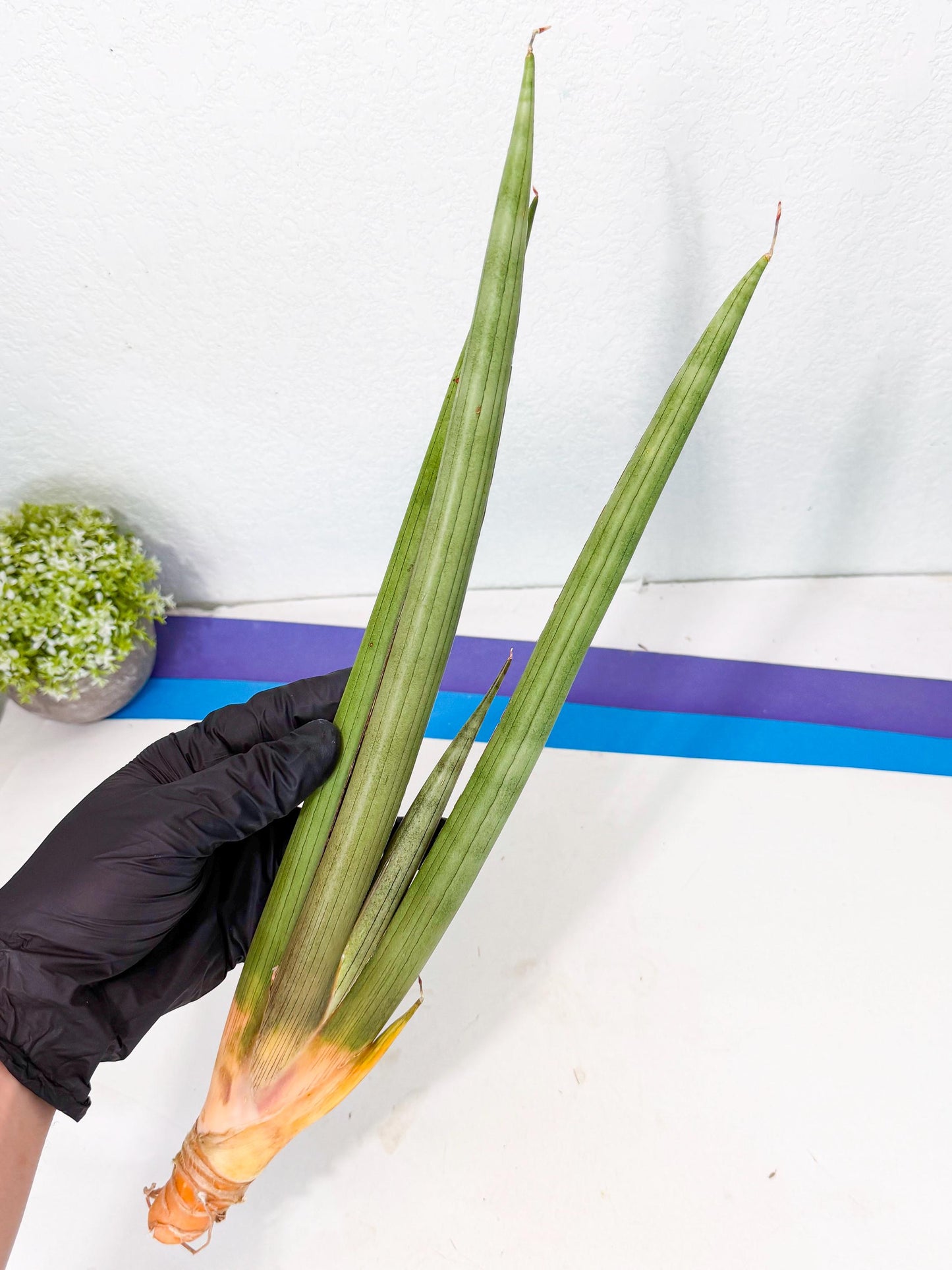 Sansevieria Grin Dabol (yg) (6) | Rare Hybrids
