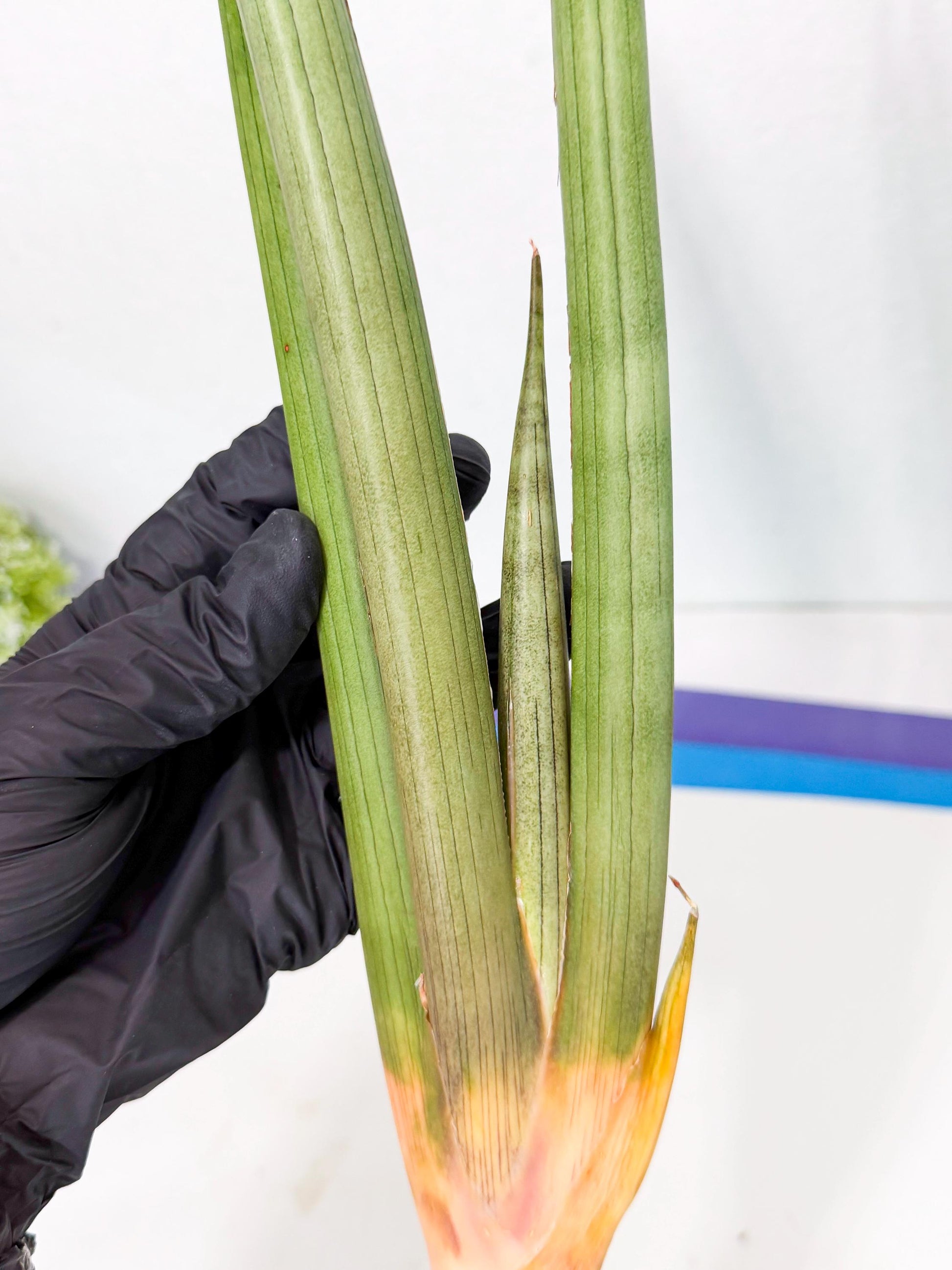 Sansevieria Grin Dabol (yg) (6) | Rare Hybrids
