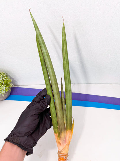 Sansevieria Grin Dabol (yg) (6) | Rare Hybrids