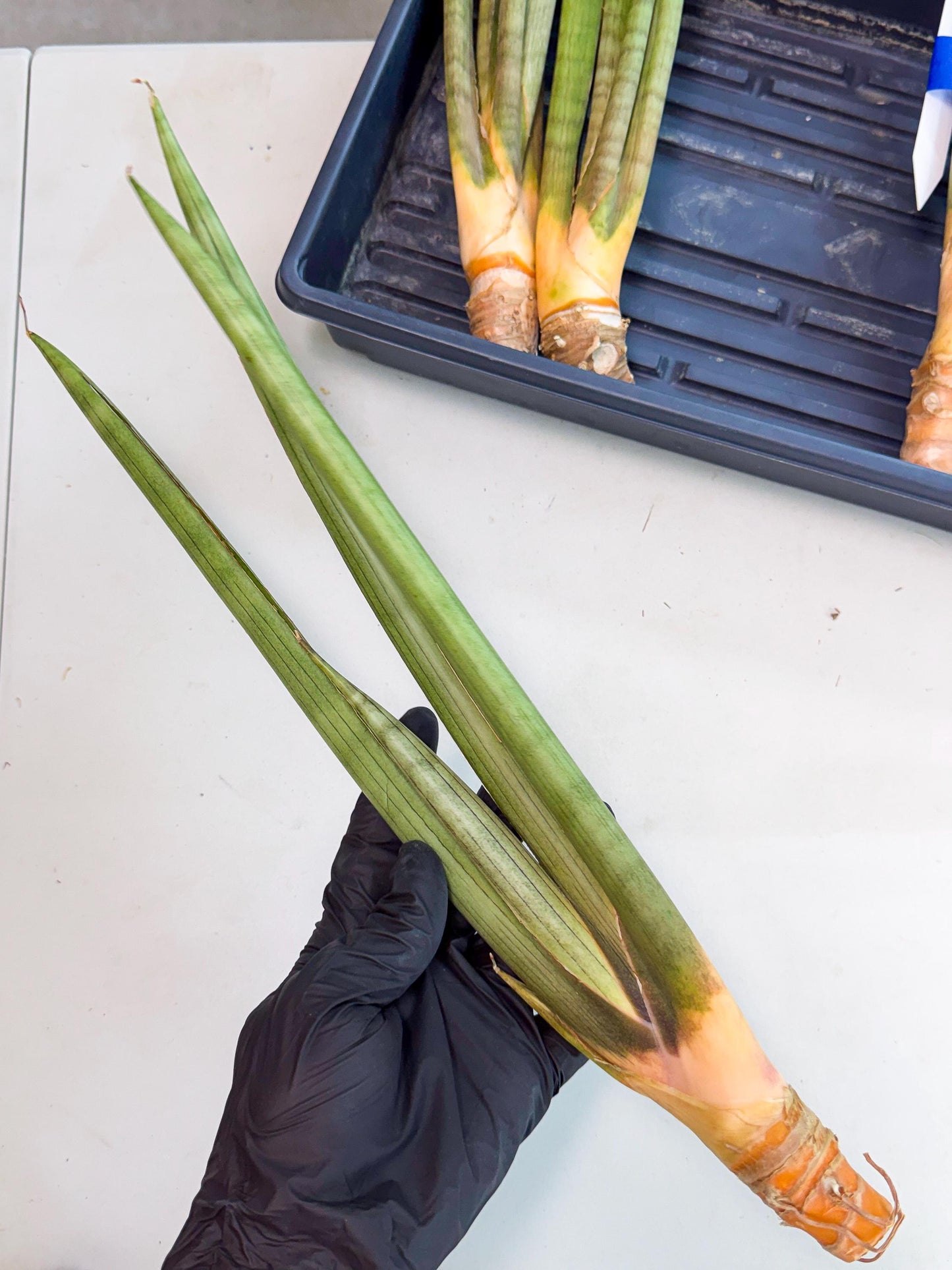 Sansevieria Grin Dabol (yg) (6) | Rare Hybrids