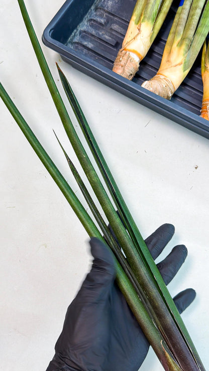 Sansevieria Kurai (yg) (9) | Rare Hybrids