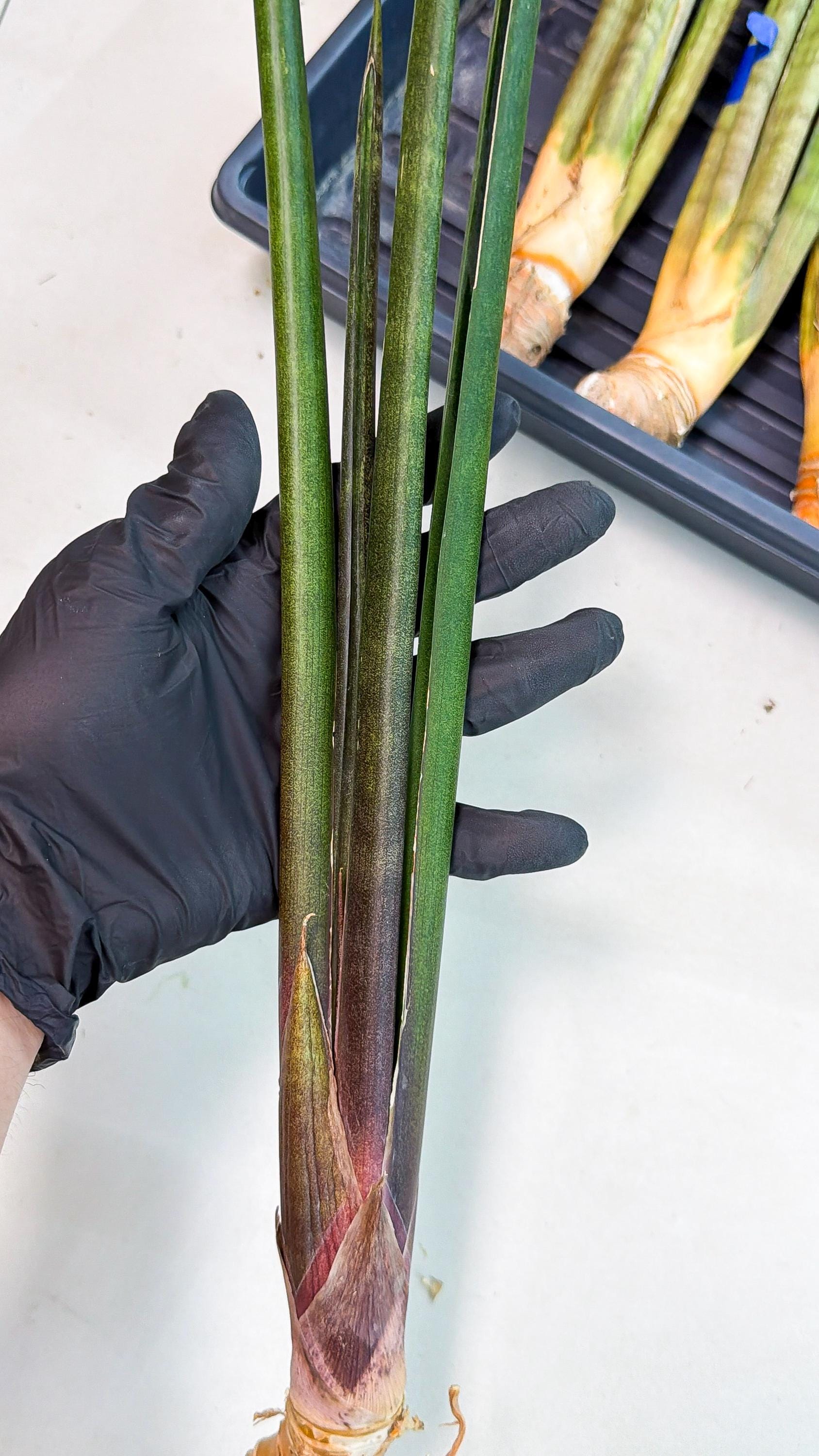Sansevieria Kurai (yg) (9) | Rare Hybrids