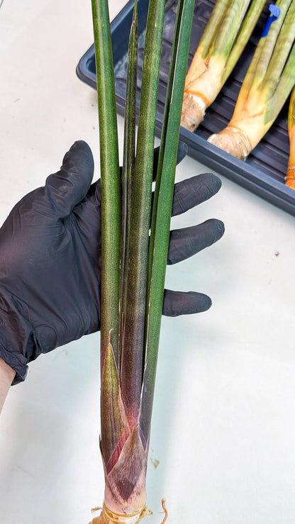 Sansevieria Kurai (yg) (9) | Rare Hybrids