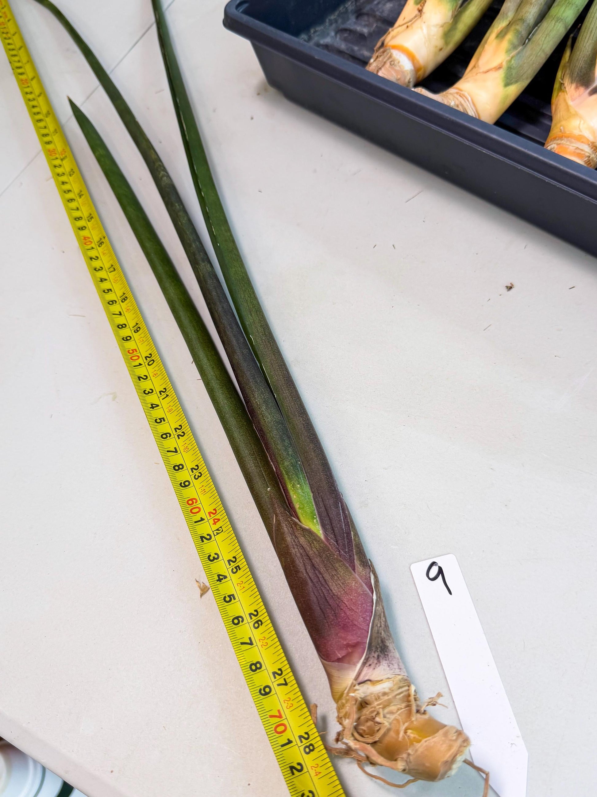 Sansevieria Kurai (yg) (9) | Rare Hybrids