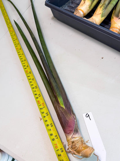 Sansevieria Kurai (yg) (9) | Rare Hybrids