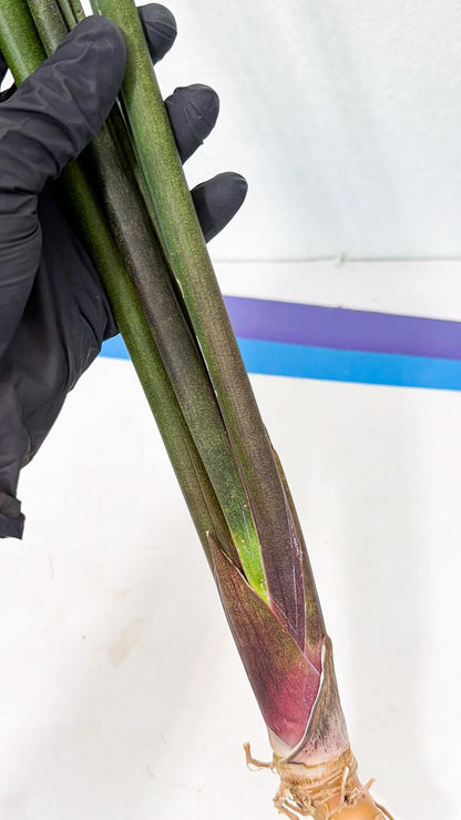 Sansevieria Kurai (yg) (9) | Rare Hybrids