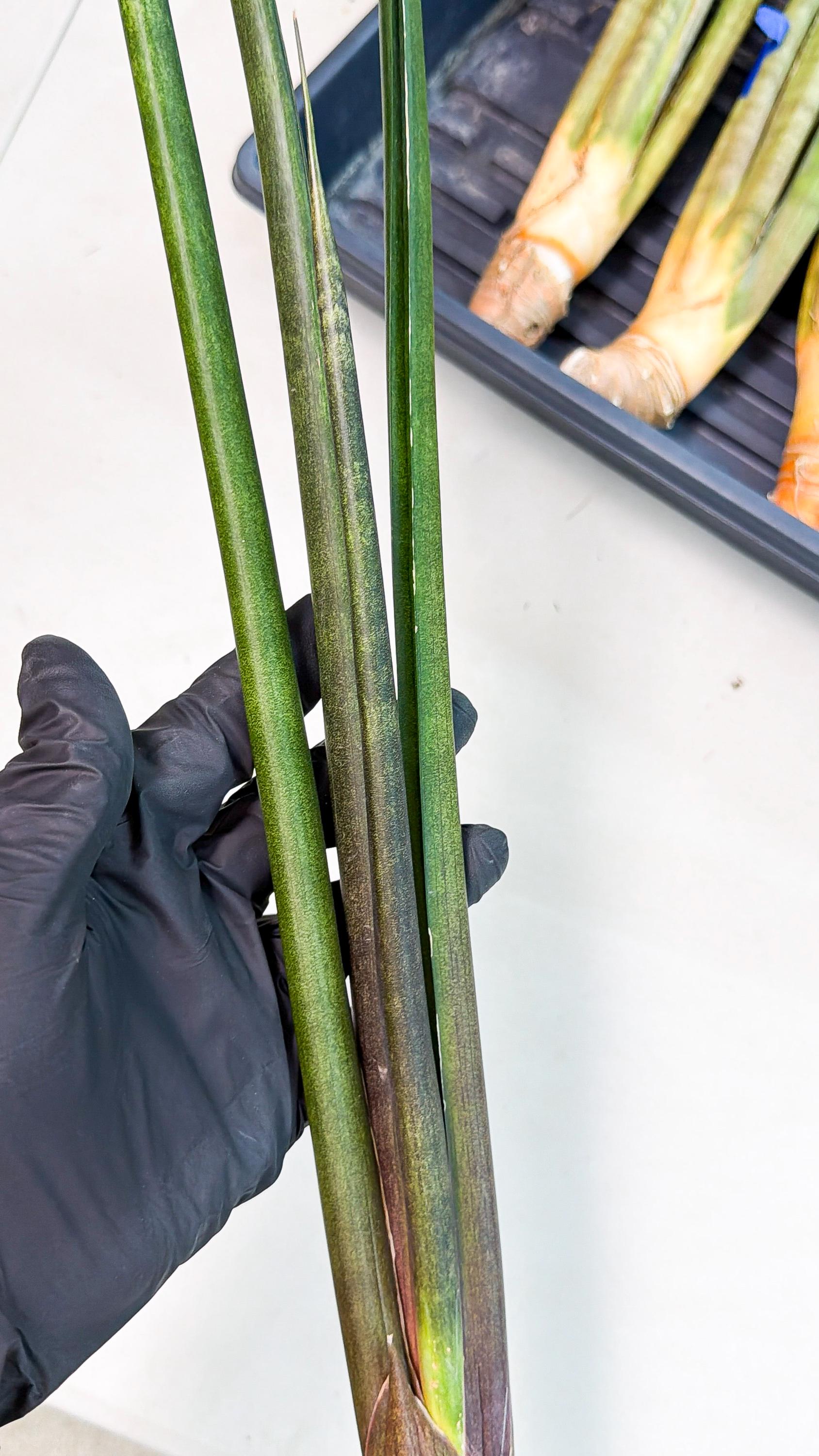 Sansevieria Kurai (yg) (9) | Rare Hybrids