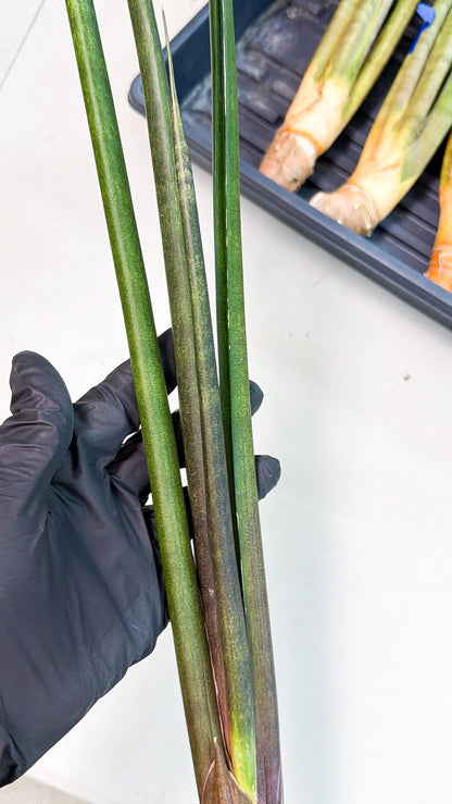 Sansevieria Kurai (yg) (9) | Rare Hybrids