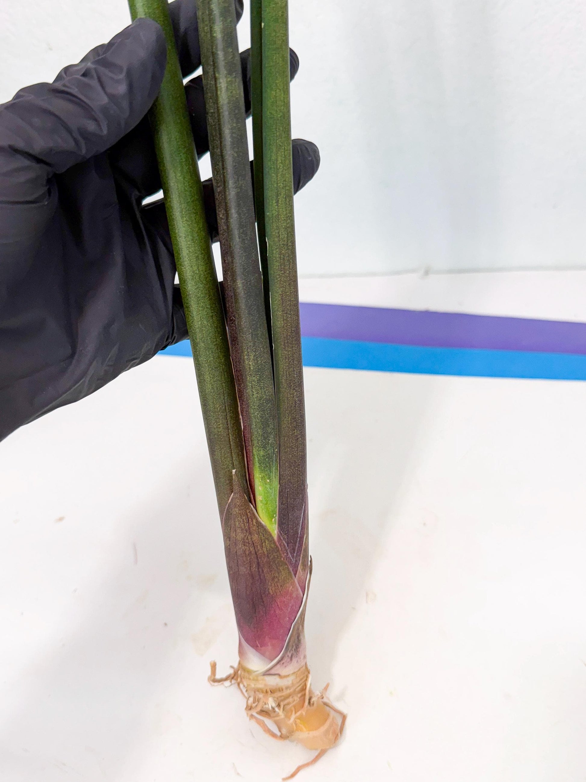 Sansevieria Kurai (yg) (9) | Rare Hybrids