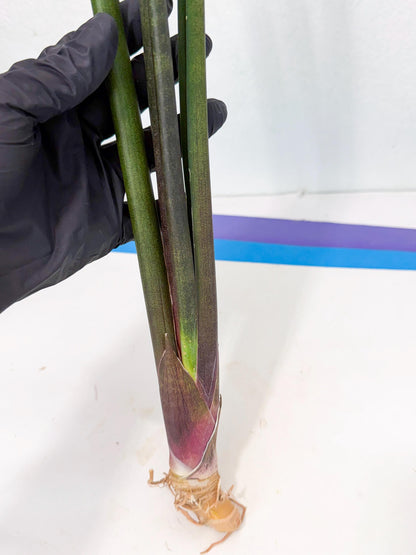 Sansevieria Kurai (yg) (9) | Rare Hybrids