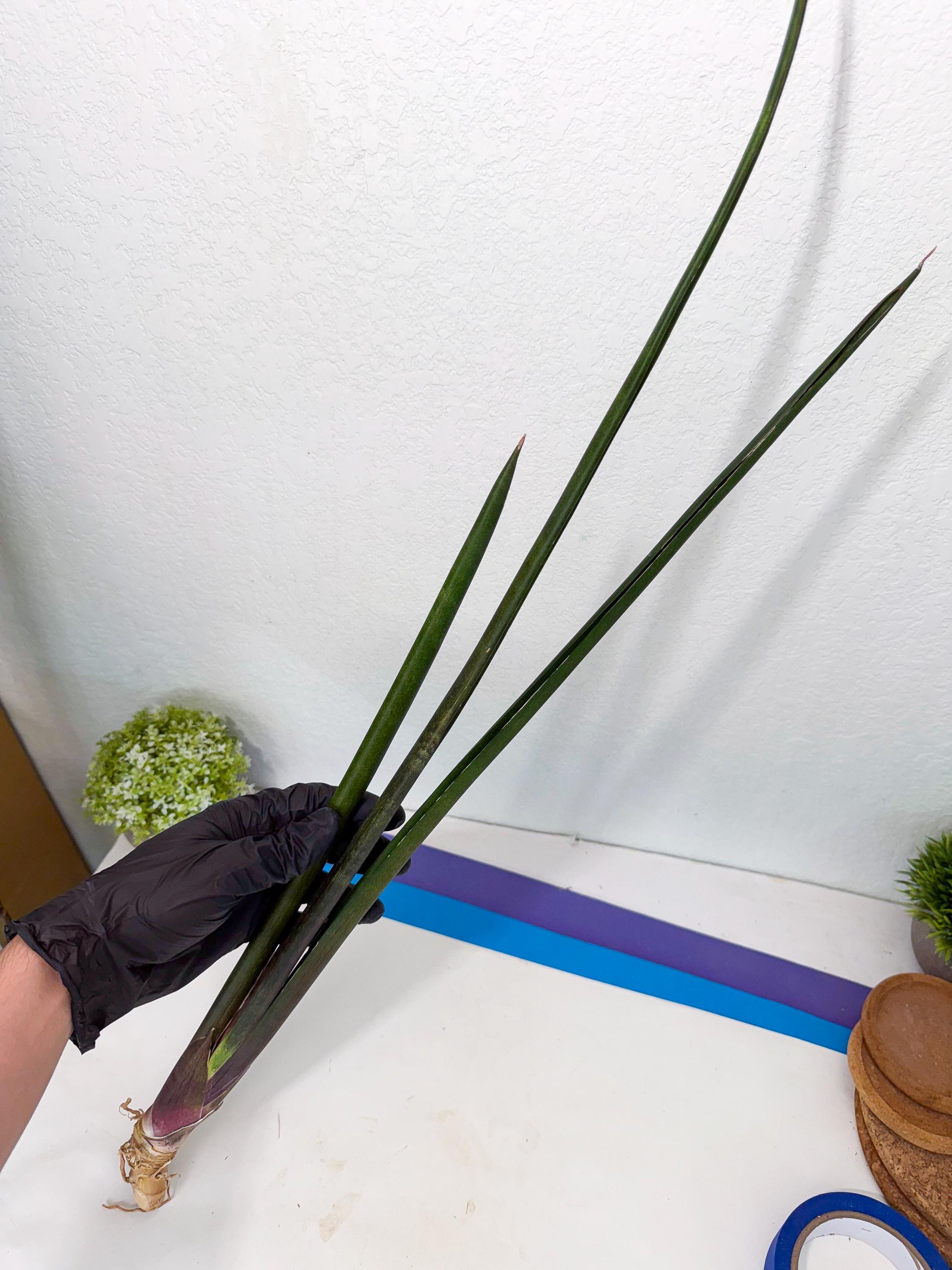 Sansevieria Kurai (yg) (9) | Rare Hybrids
