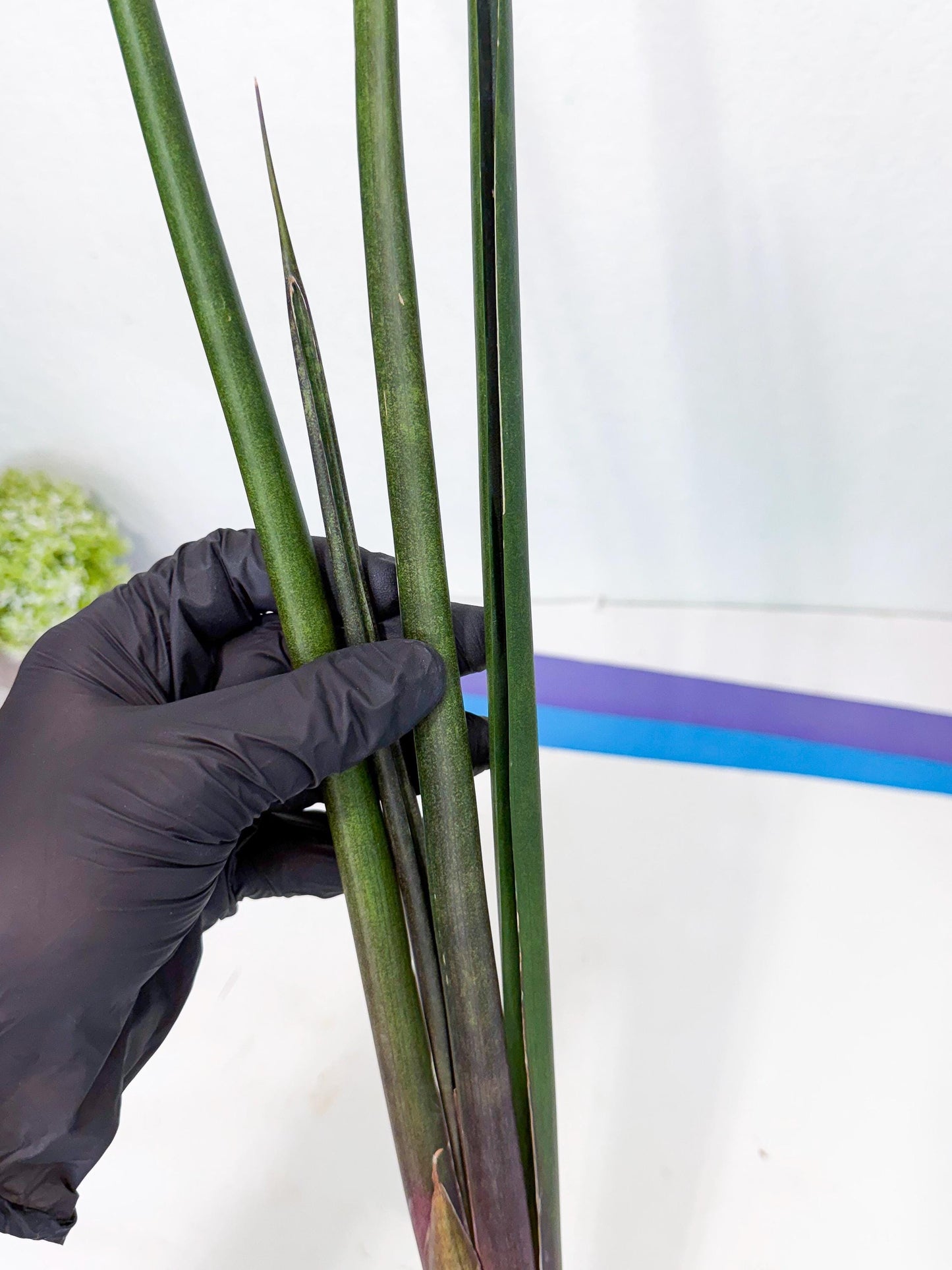 Sansevieria Kurai (yg) (9) | Rare Hybrids