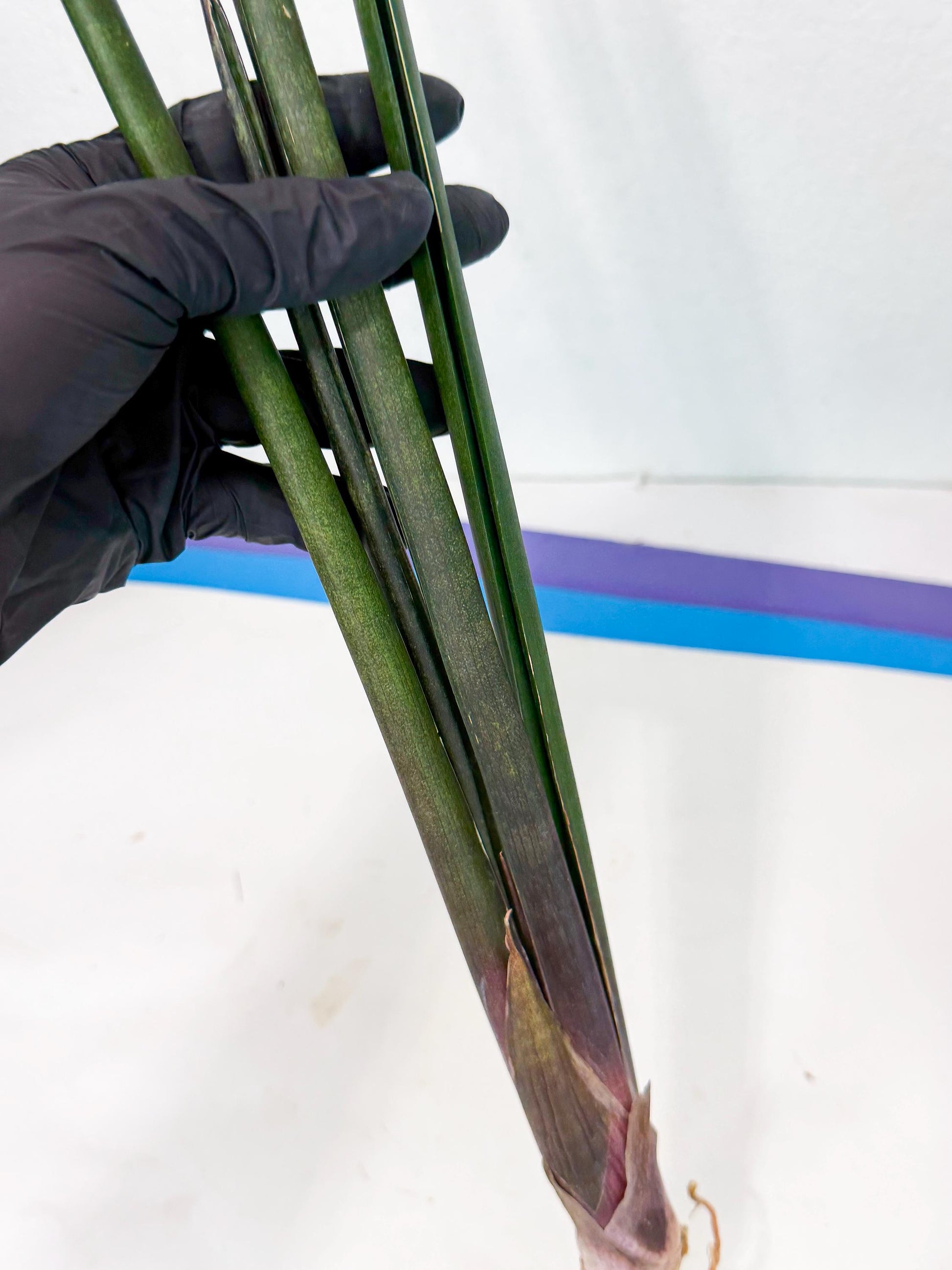 Sansevieria Kurai (yg) (9) | Rare Hybrids