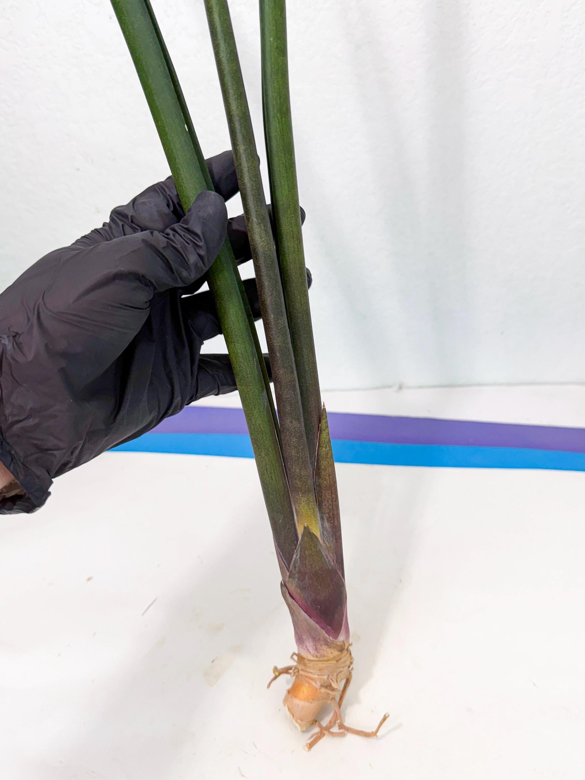 Sansevieria Kurai (yg) (10) | Rare Hybrids