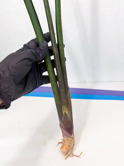 Sansevieria Kurai (yg) (10) | Rare Hybrids