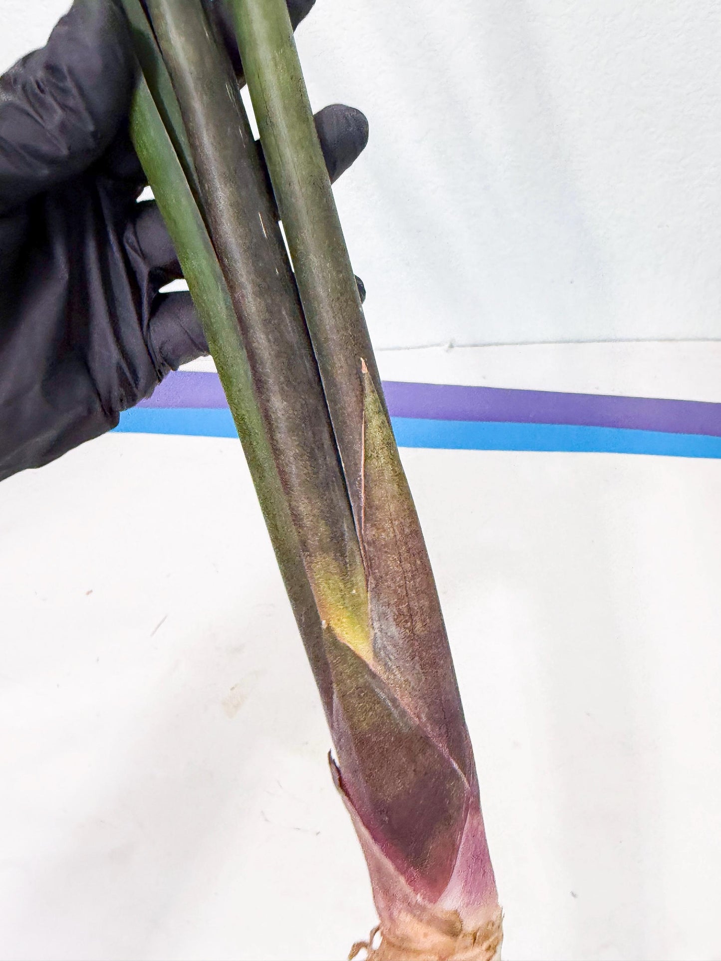 Sansevieria Kurai (yg) (10) | Rare Hybrids