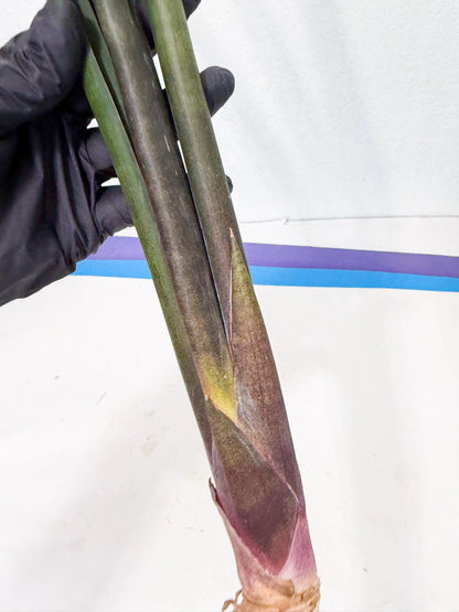 Sansevieria Kurai (yg) (10) | Rare Hybrids