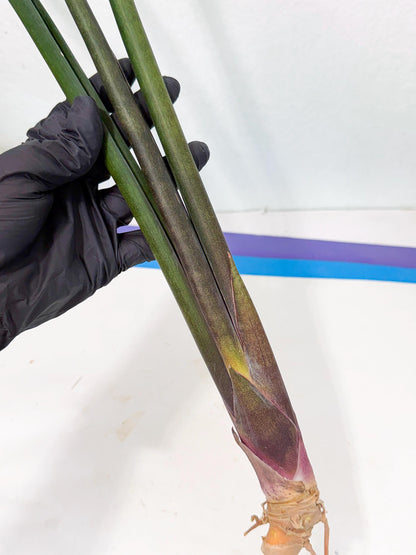 Sansevieria Kurai (yg) (10) | Rare Hybrids