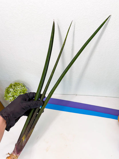 Sansevieria Kurai (yg) (10) | Rare Hybrids