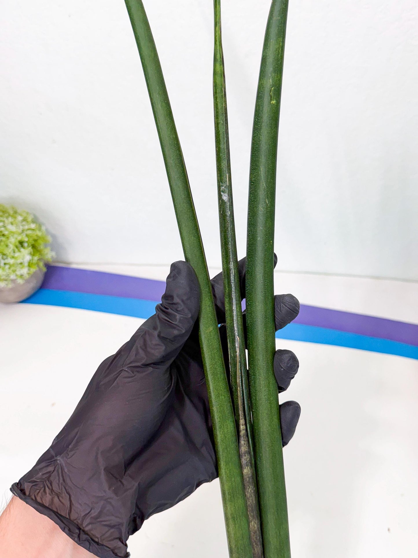 Sansevieria Kurai (yg) (10) | Rare Hybrids