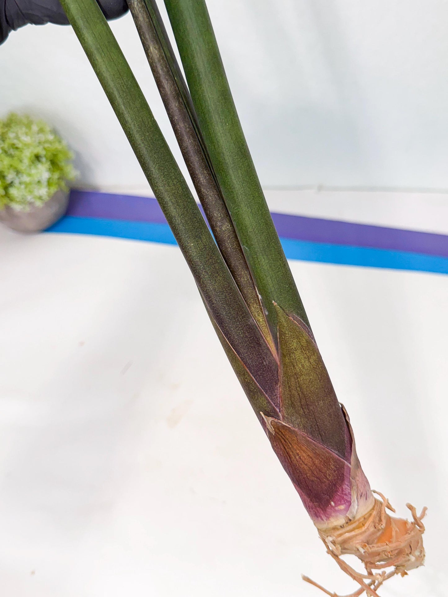 Sansevieria Kurai (yg) (10) | Rare Hybrids