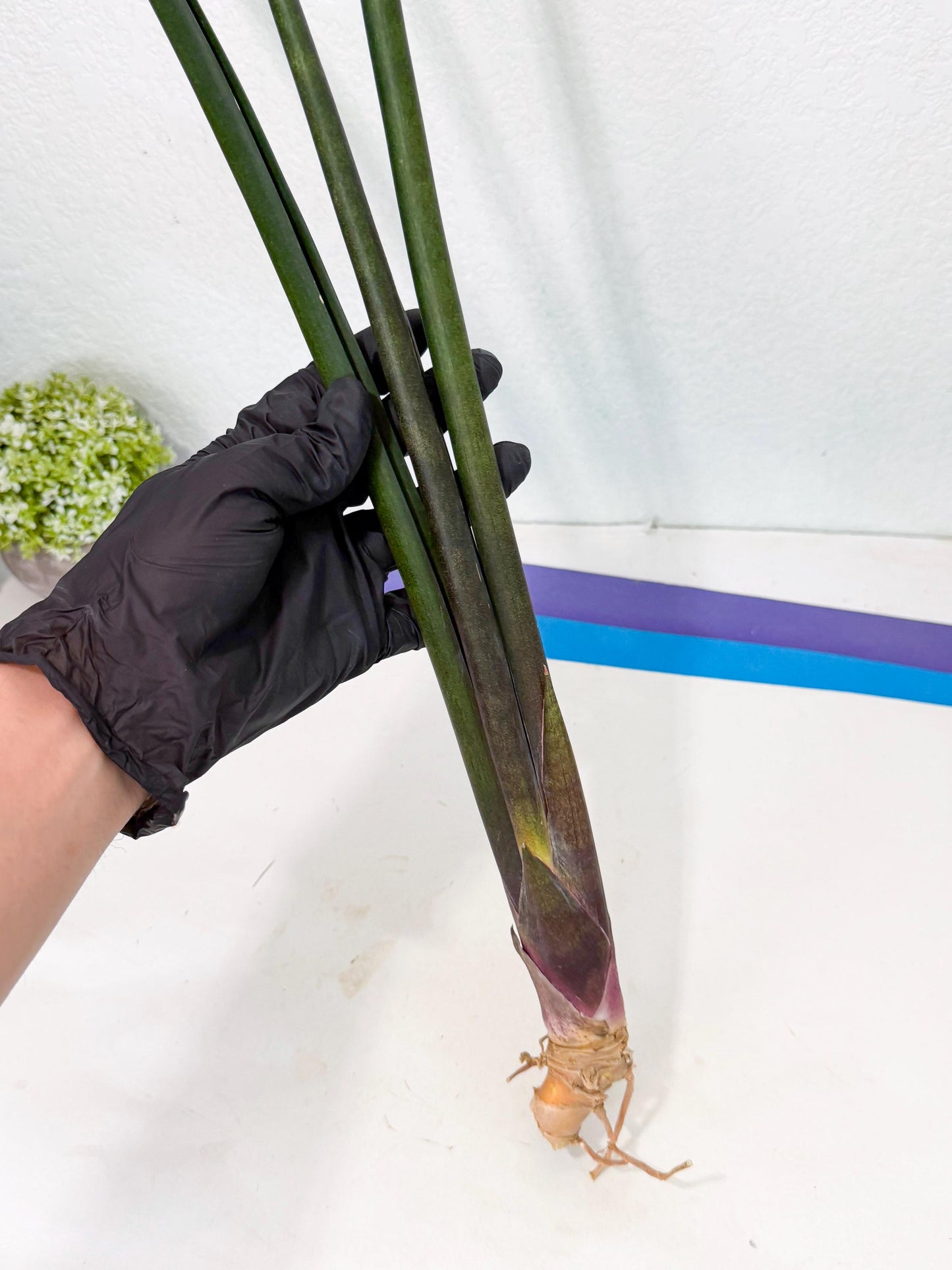 Sansevieria Kurai (yg) (10) | Rare Hybrids