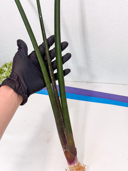 Sansevieria Kurai (yg) (10) | Rare Hybrids