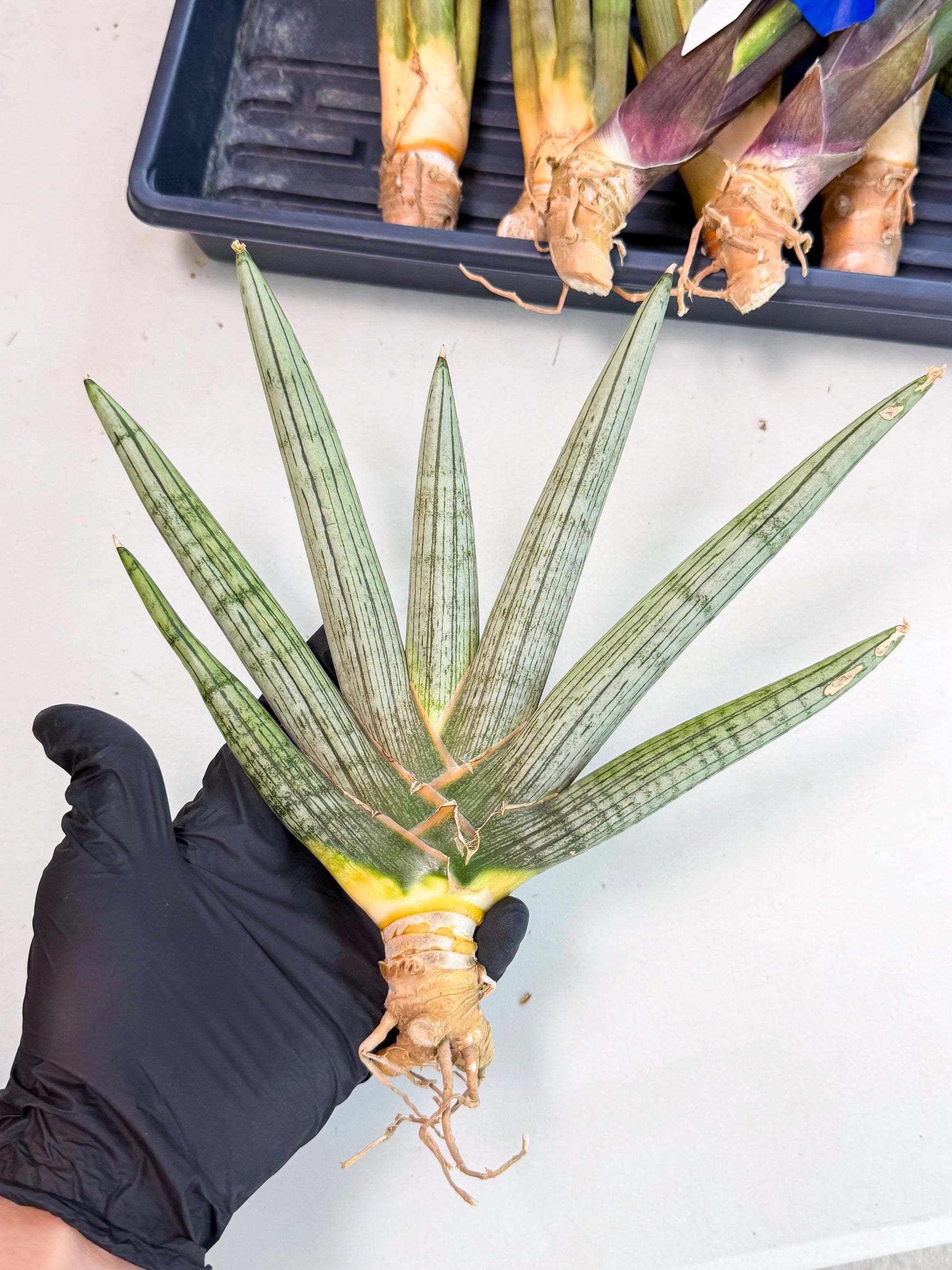 Sansevieria Silver PINK (yg) (11) | Imported Plant
