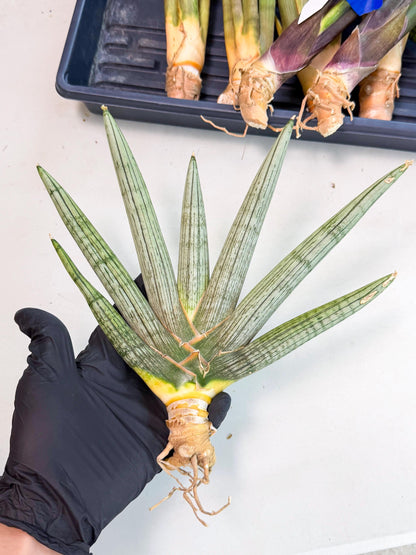 Sansevieria Silver PINK (yg) (11) | Imported Plant