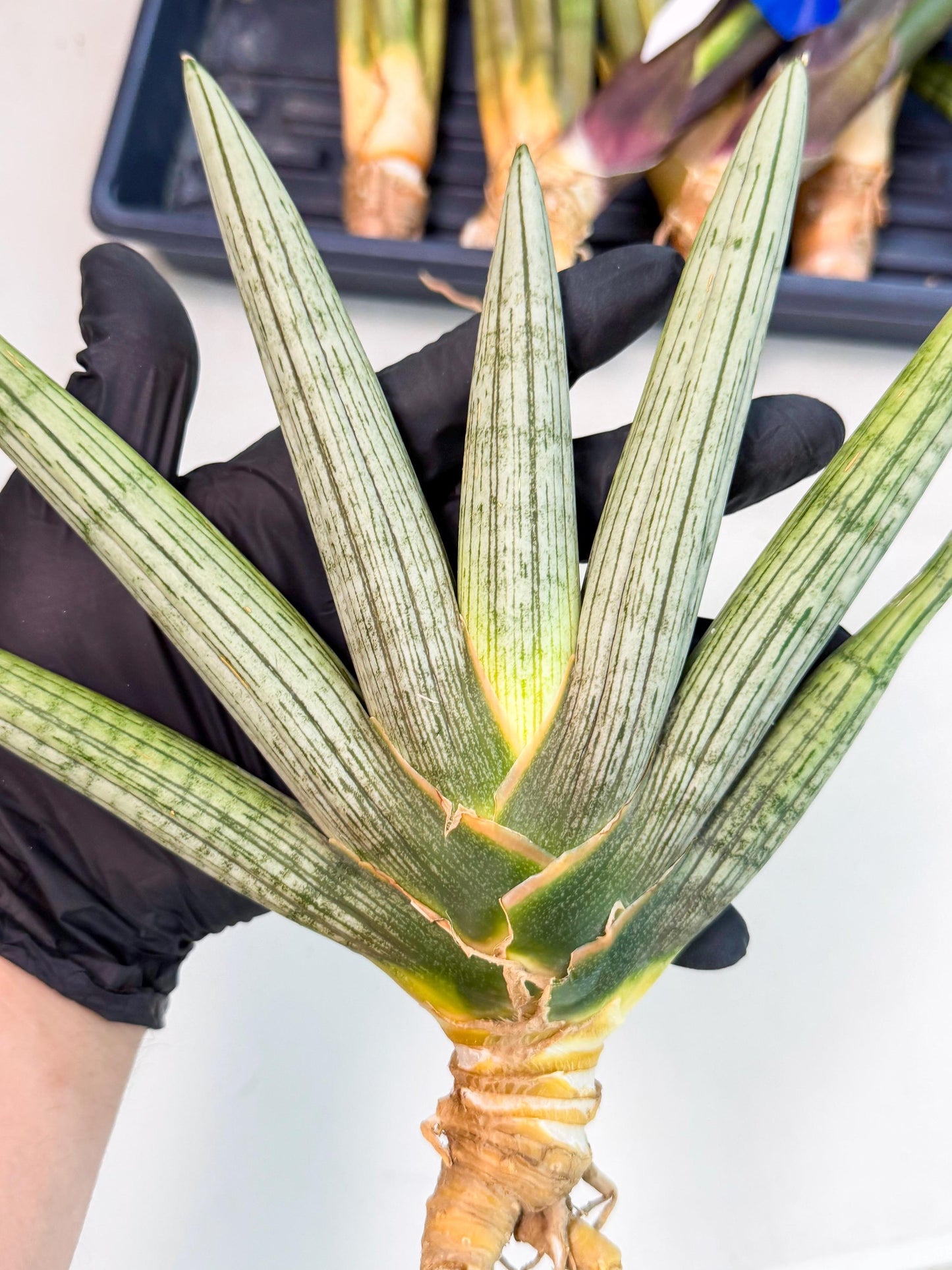 Sansevieria Silver PINK (yg) (11) | Imported Plant
