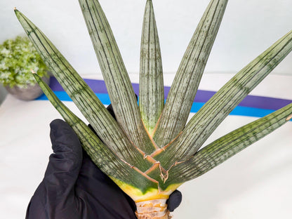 Sansevieria Silver PINK (yg) (11) | Imported Plant