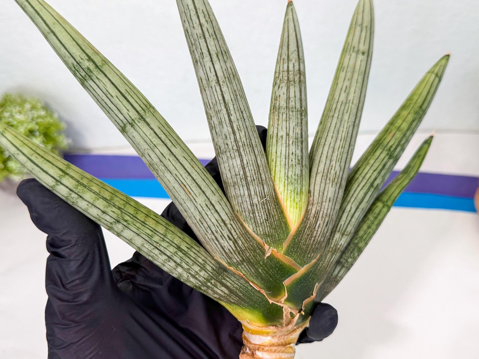 Sansevieria Silver PINK (yg) (11) | Imported Plant