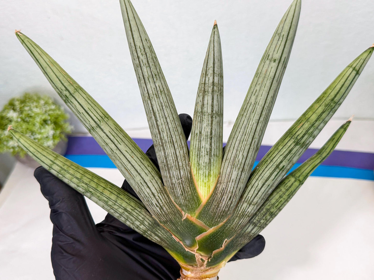 Sansevieria Silver PINK (yg) (11) | Imported Plant