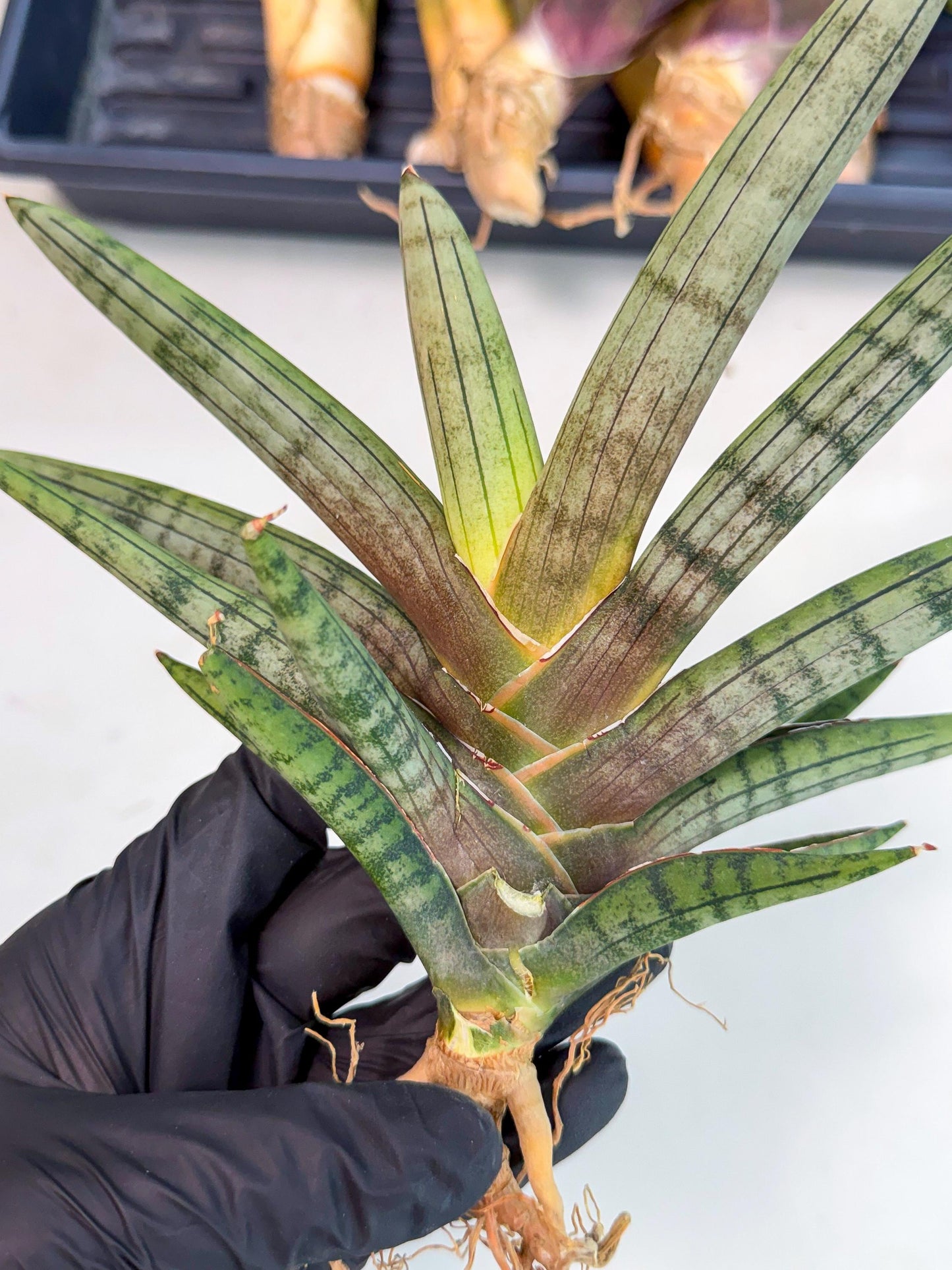 Sansevieria Galsaeg Nalgae (yg) (12) | Rare Hybrids
