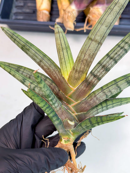 Sansevieria Galsaeg Nalgae (yg) (12) | Rare Hybrids