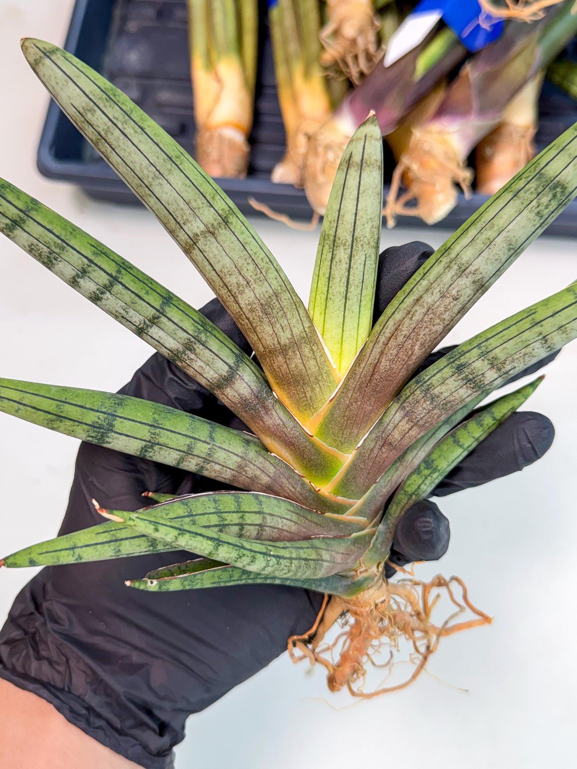 Sansevieria Galsaeg Nalgae (yg) (12) | Rare Hybrids