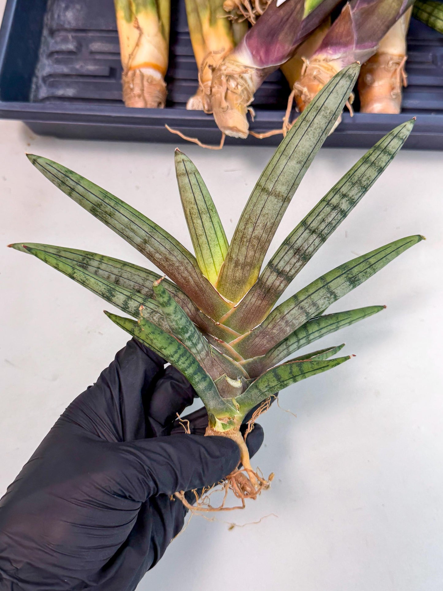 Sansevieria Galsaeg Nalgae (yg) (12) | Rare Hybrids