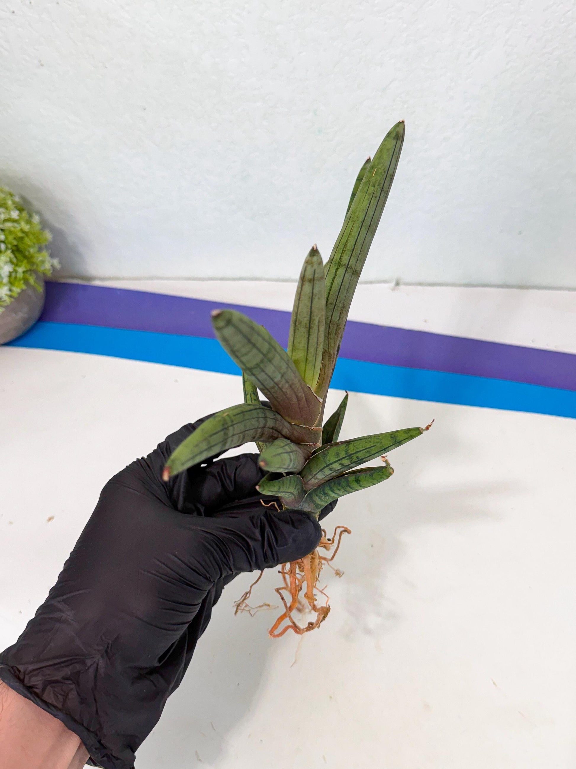 Sansevieria Galsaeg Nalgae (yg) (12) | Rare Hybrids
